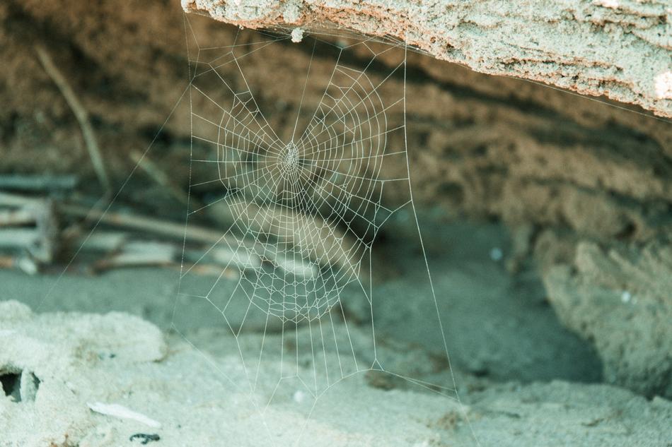 Web Beach Sea
