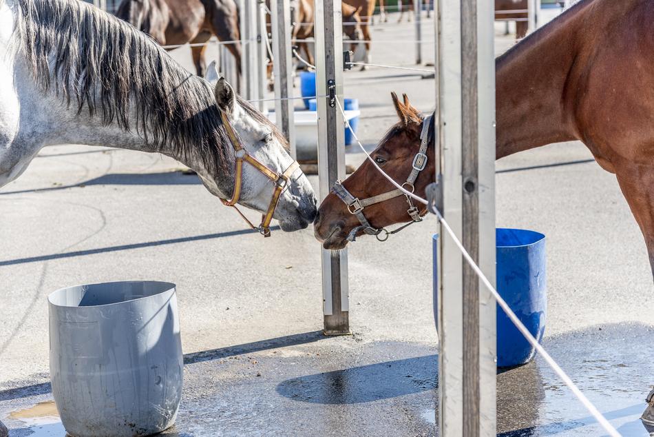 Horse Horses Together
