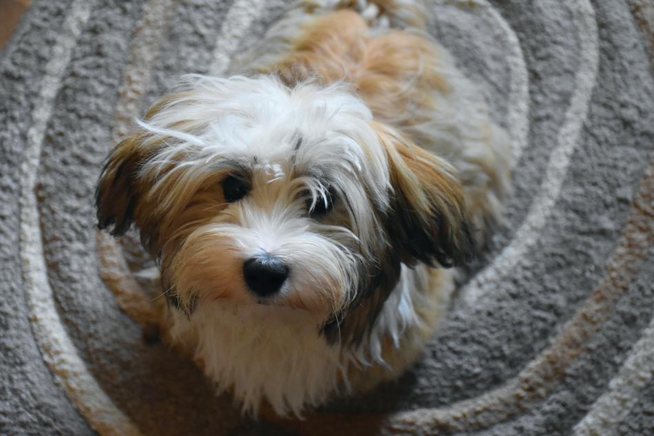 Havanese Dog Small Puppy
