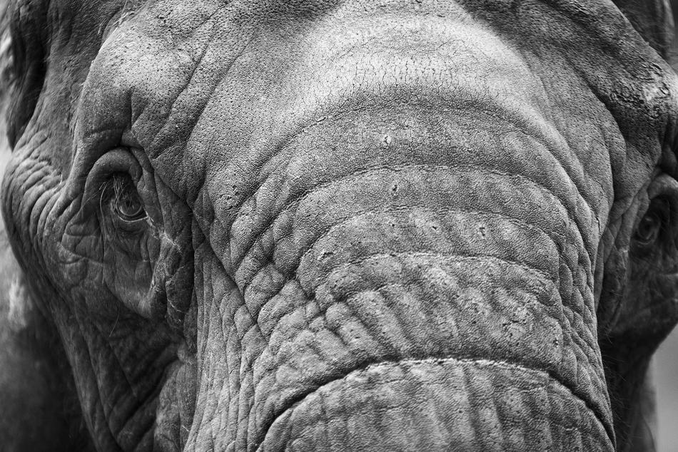 Elephant Animal Mammal