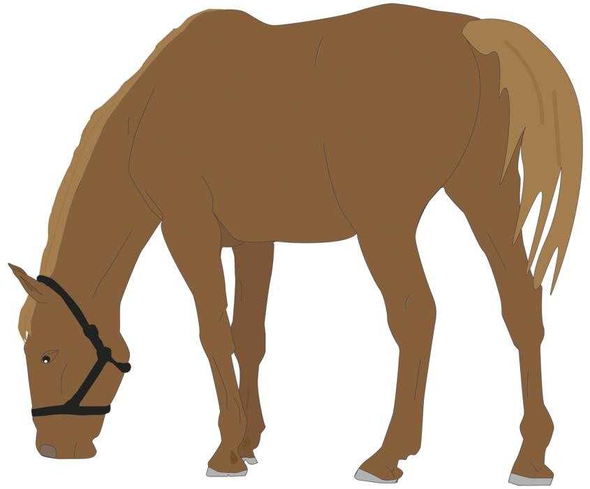 horse horseback riding animal