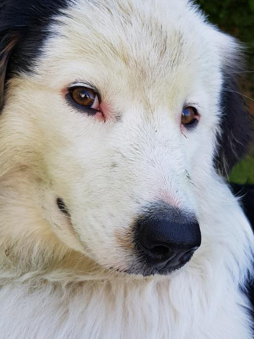 Dog White Black