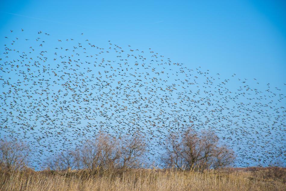 Bird Air Sky