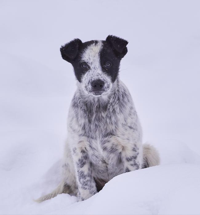 Dog Snow Winter nature