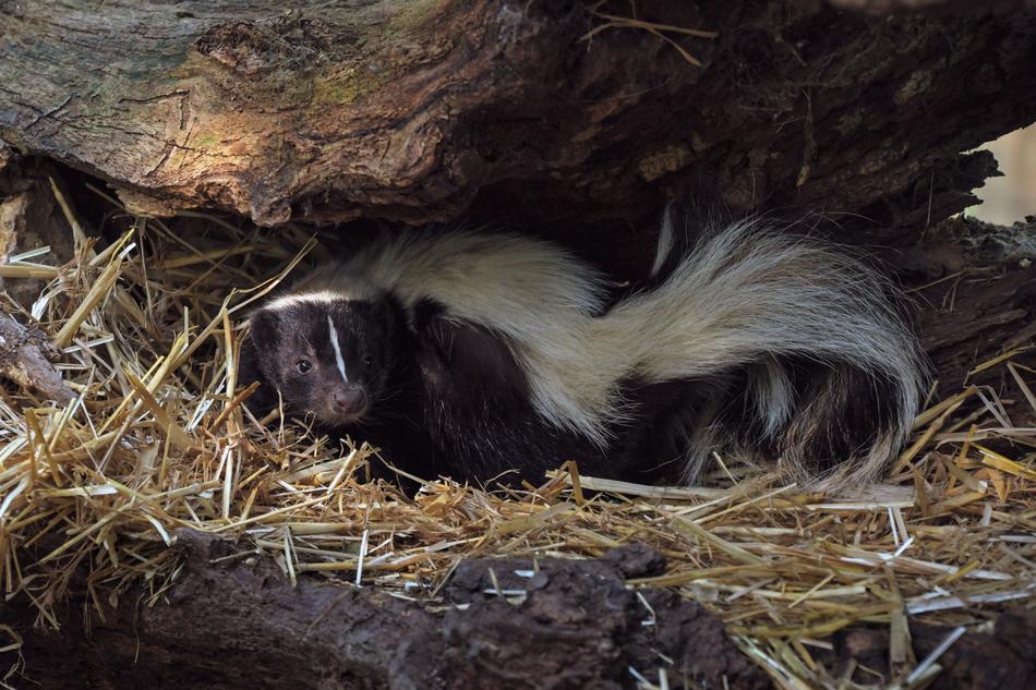 Skunk Stinky Animal