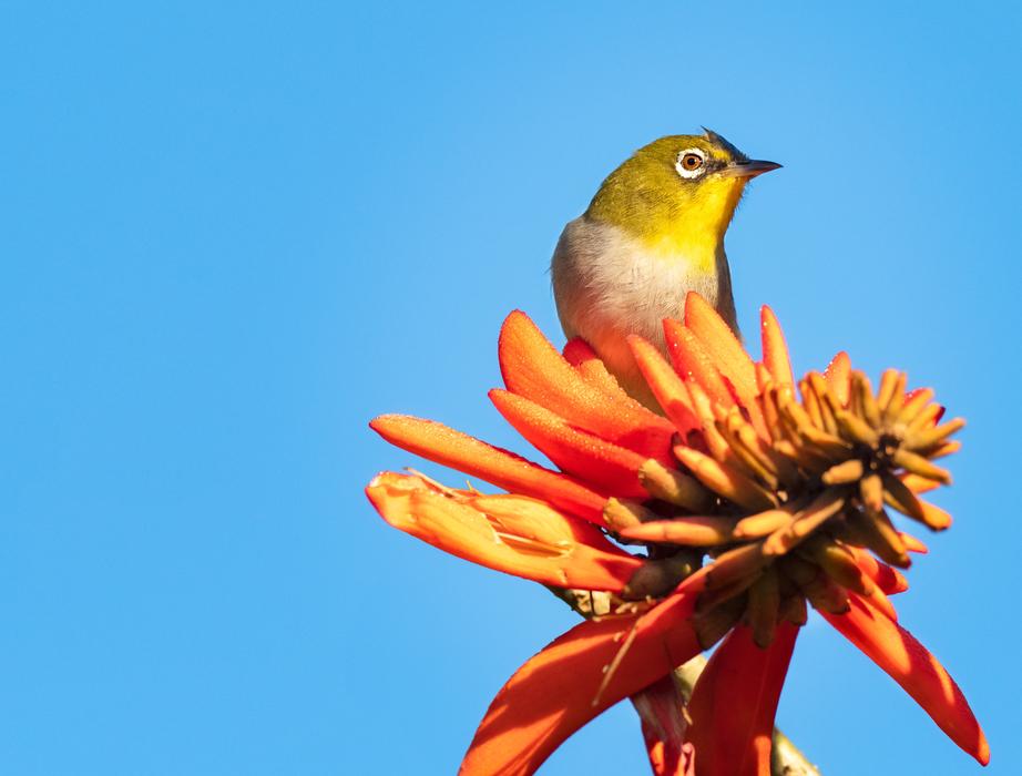 Cape White-Eye Bird Avian