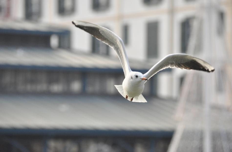 Seagull Bird City