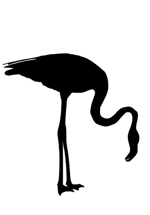 flamingo silhouette bird animal