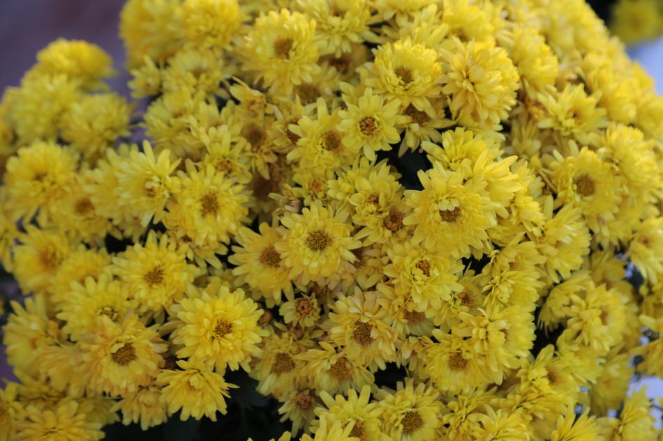 Flowers Yellow Texture