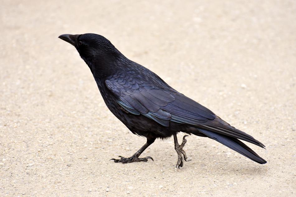 Common Raven Bird