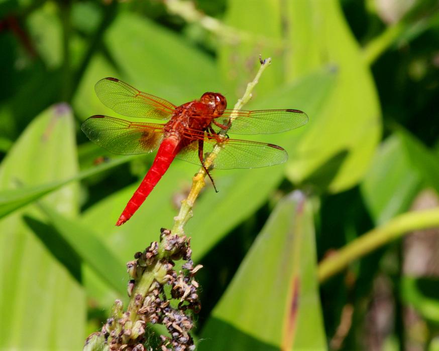 Dragonfly Red Macro