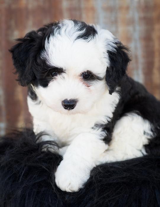 Sheepadoodle Dog Puppy