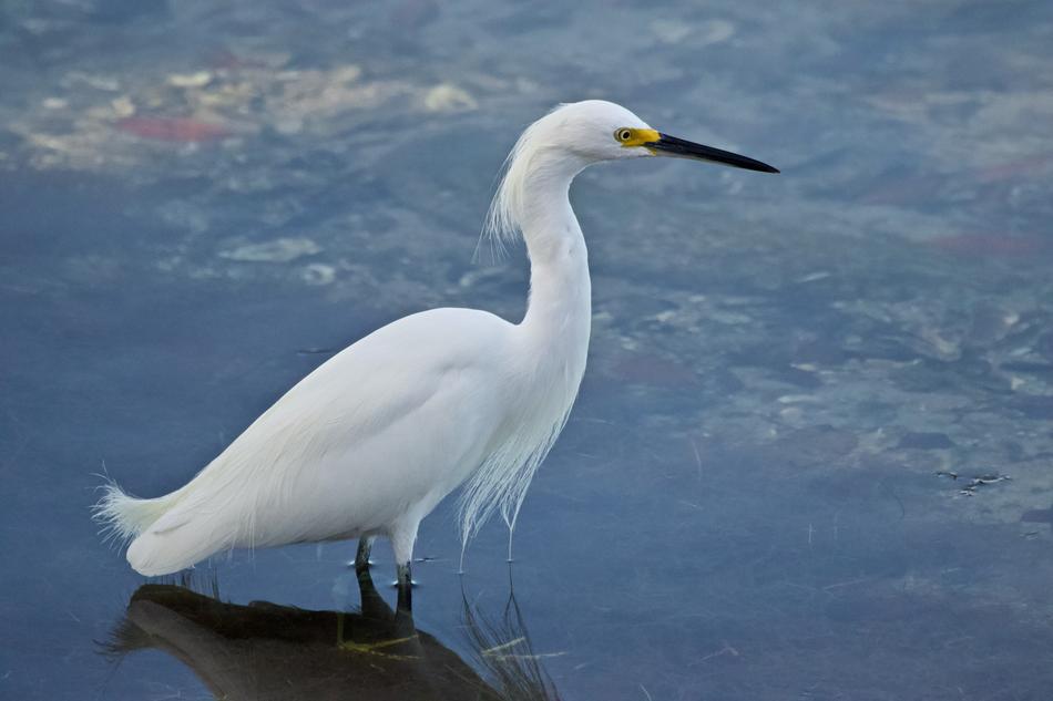 White Bird Water