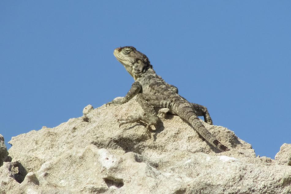 Stellagama Stellio Cypriaca Lizard