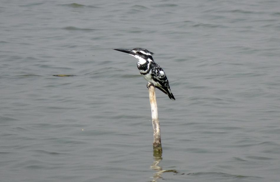 small bird by the water