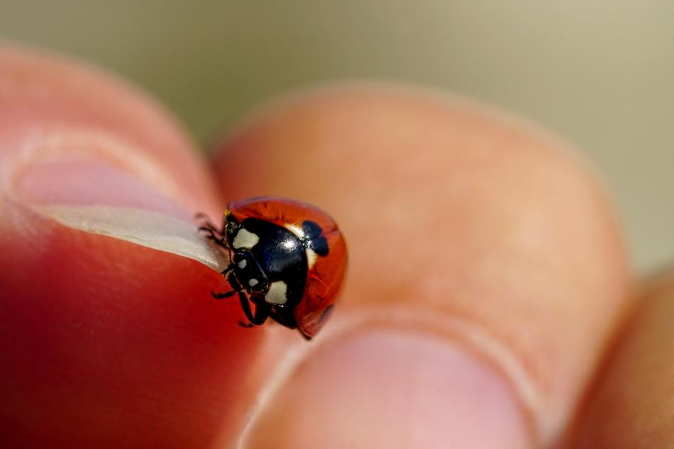 Insect Beetle Ladybug on finger