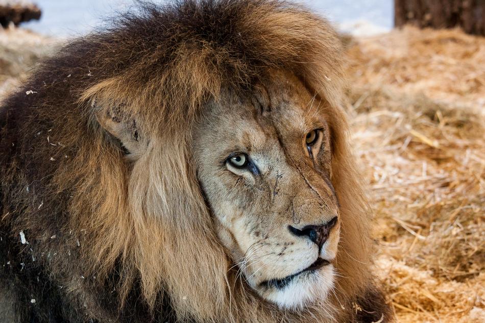 Lion Predator Big Cat portrait