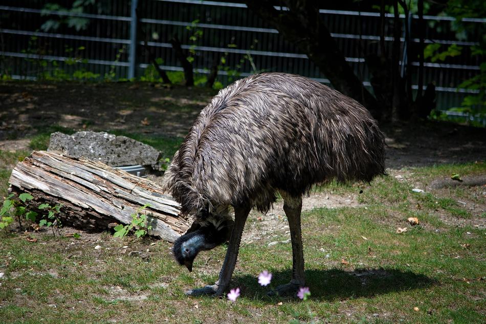 Emu Bird Animal