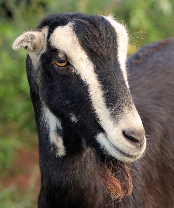 Goat Farm Animal