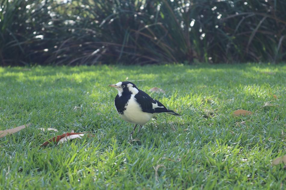 Magpie Bird Animal