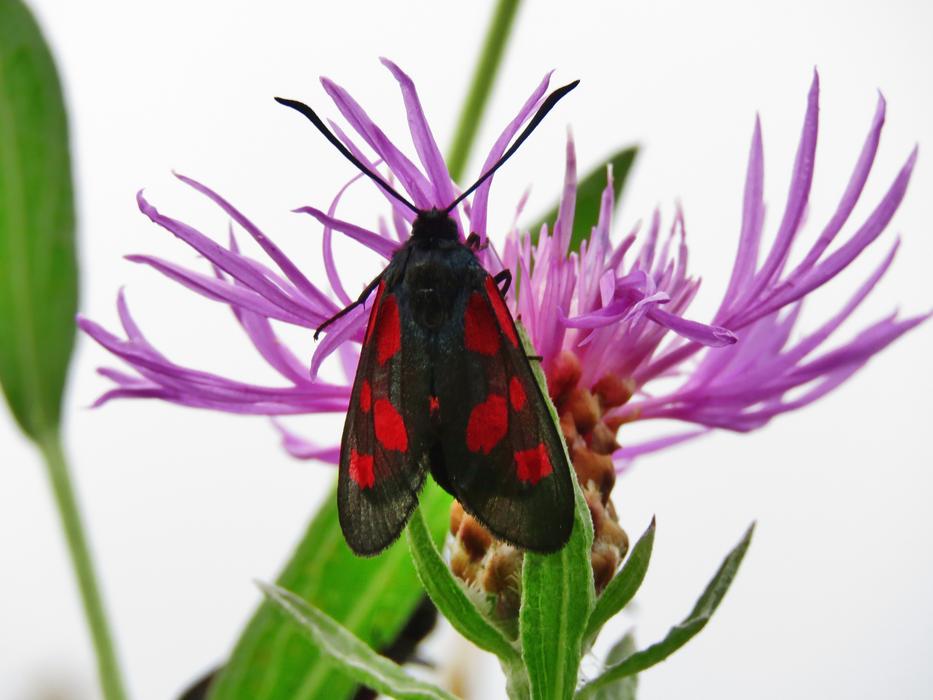 Burnet Butterfly Insect