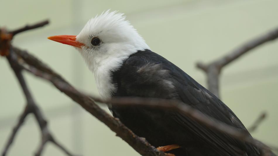 bird nature animal animal world