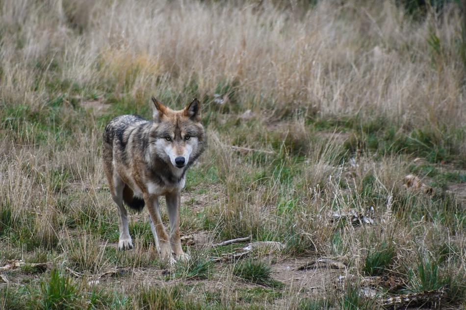 Wolf Predator Animal