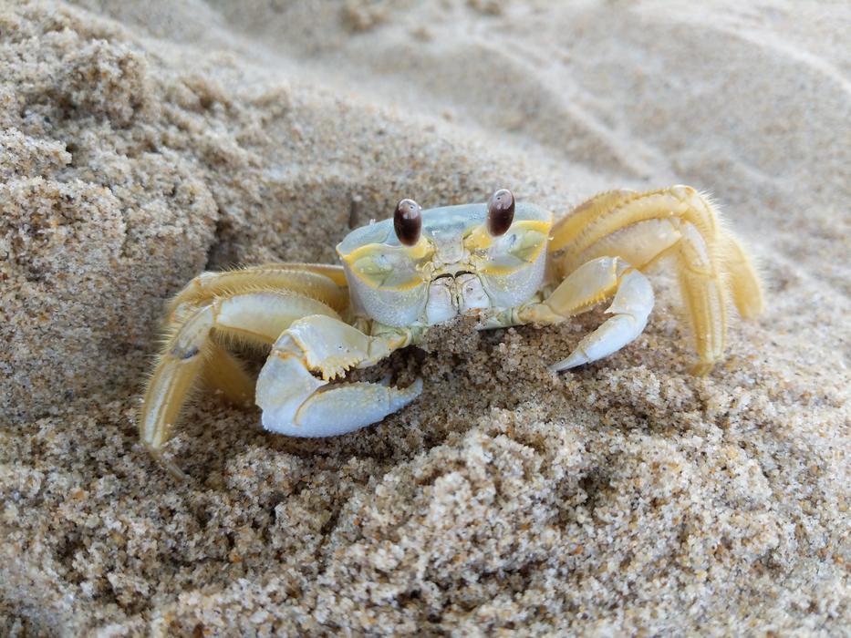 Beach Crab Sea