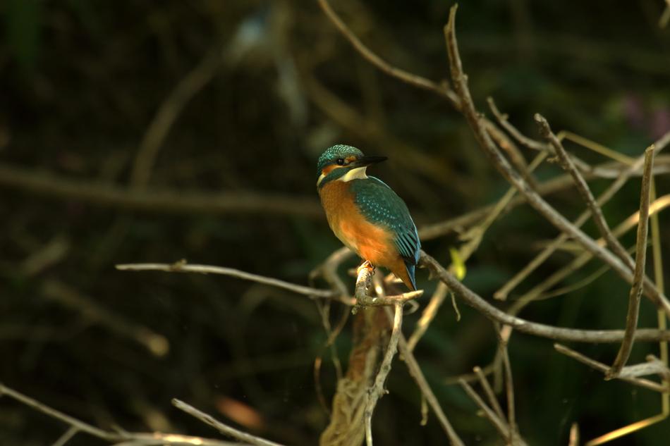 Bird Kingfisher Nature