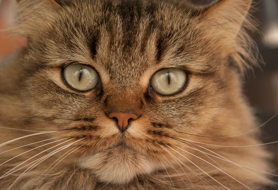 angry funny cat