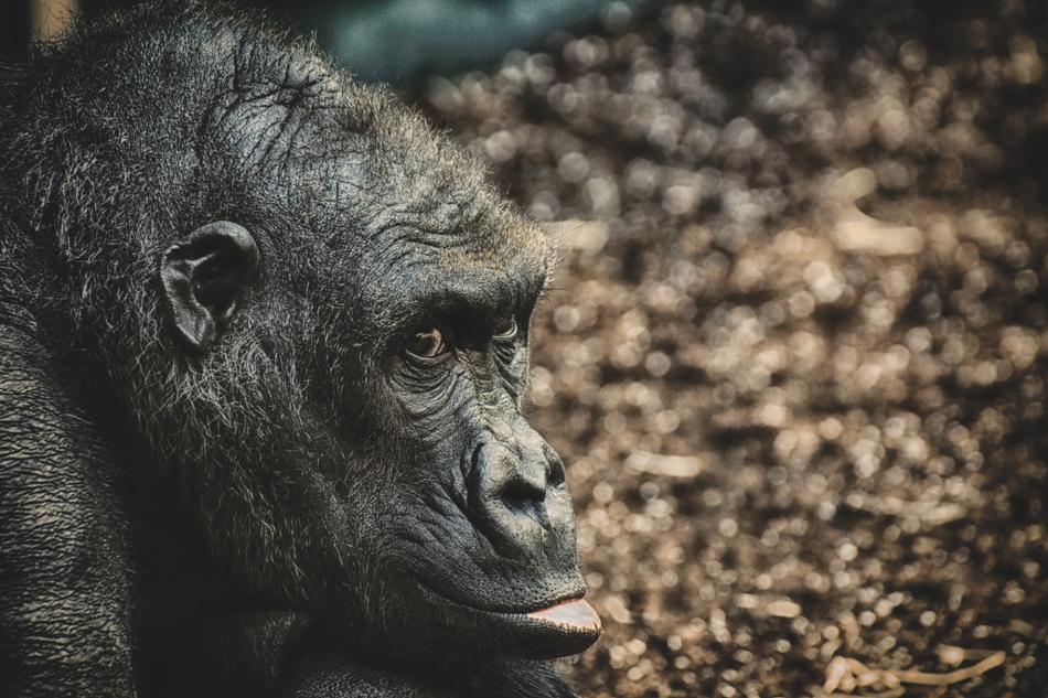 Gorilla Monkey Animal