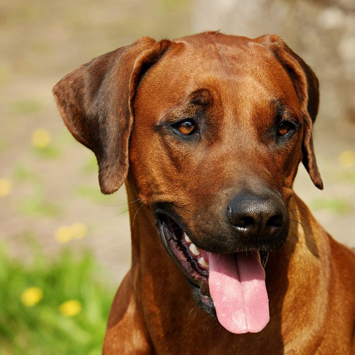 Rhodesian Ridgeback Dog Fur