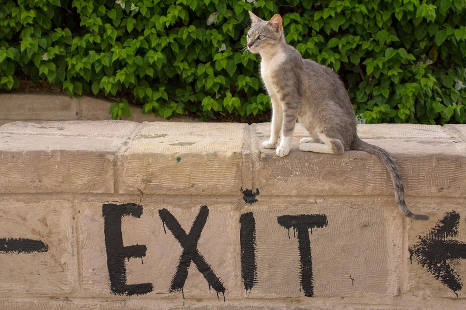 Cats Animals Pet
