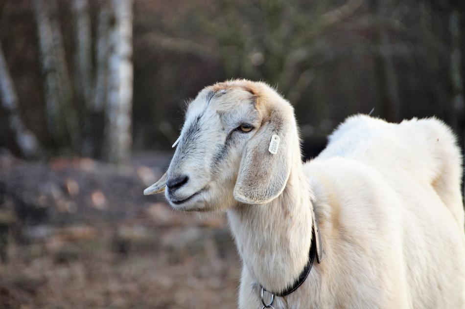Sheep Cameroon Animal