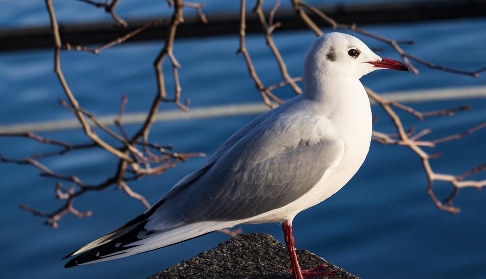 Seagull Bird Animal