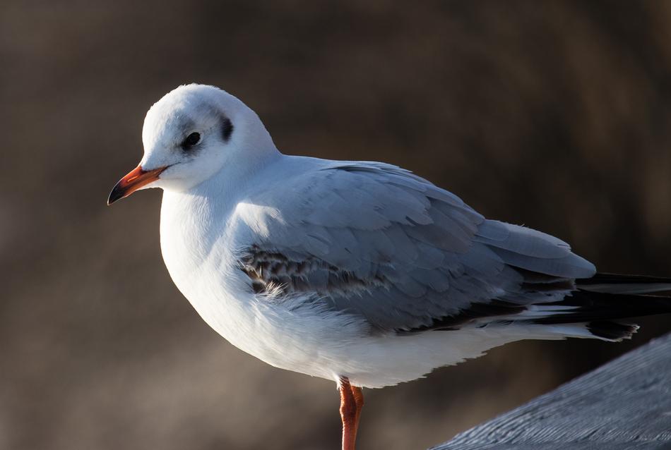 Seagull Bird Animal