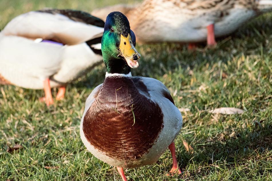 funny duck running