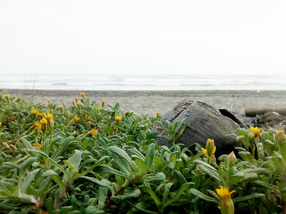Beach Soil Sand