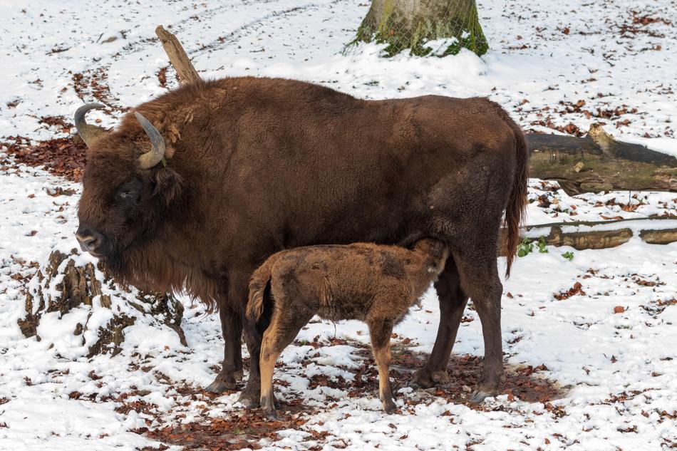 Wisent Cow Suckle