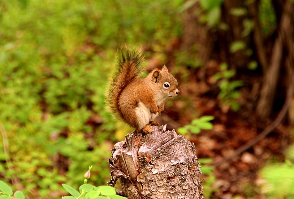 Squirrel Animal World