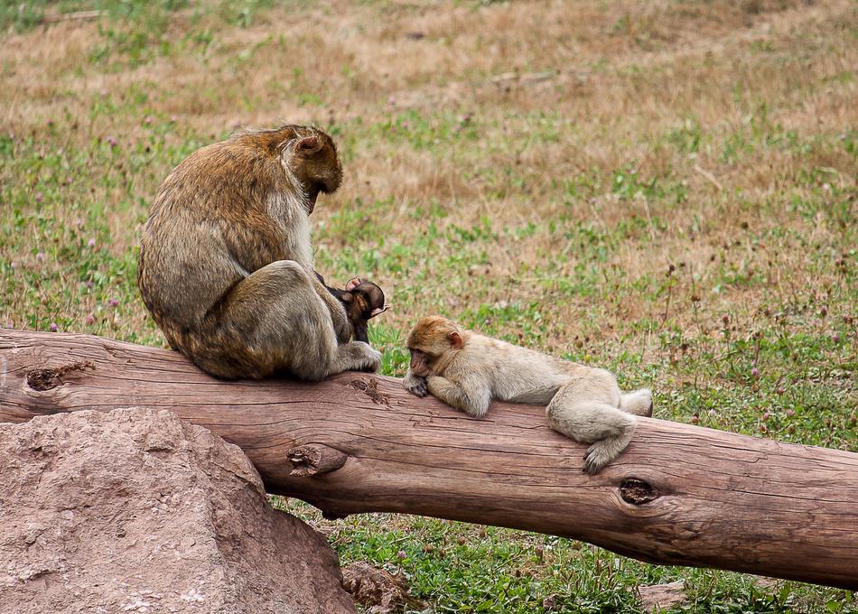 Monkey Primate Young Animal