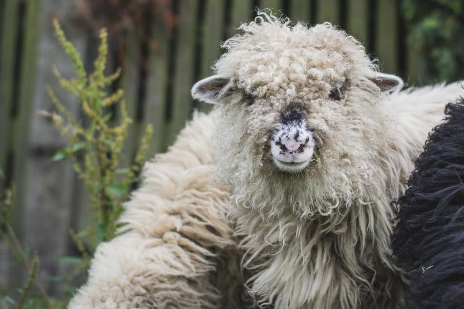 Sheep The Head Of White