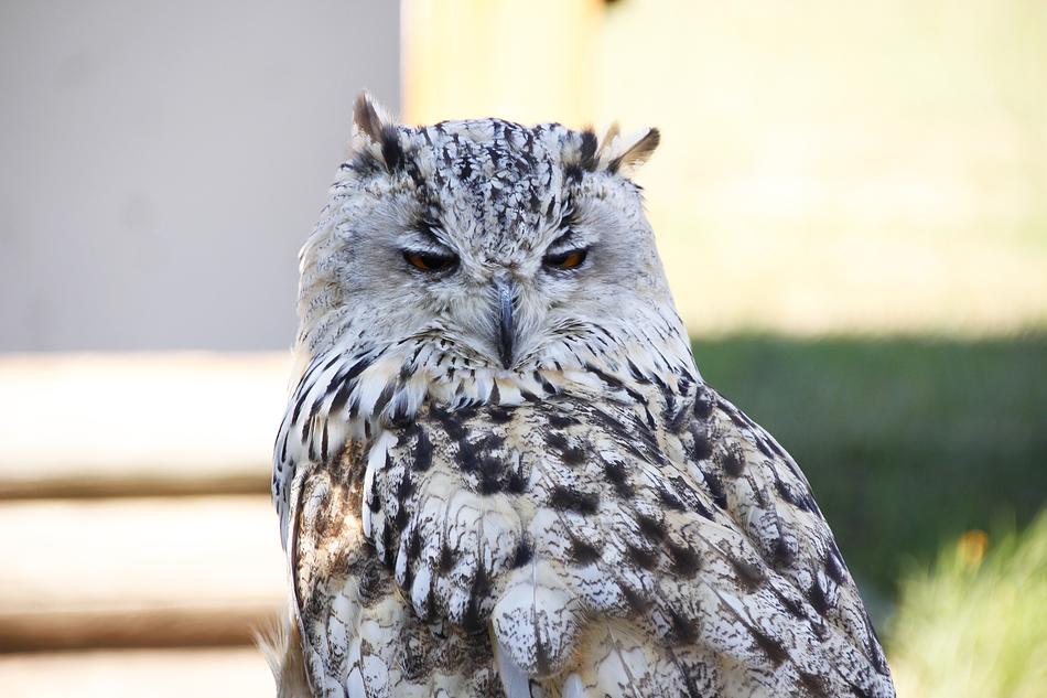 sleeping white owl