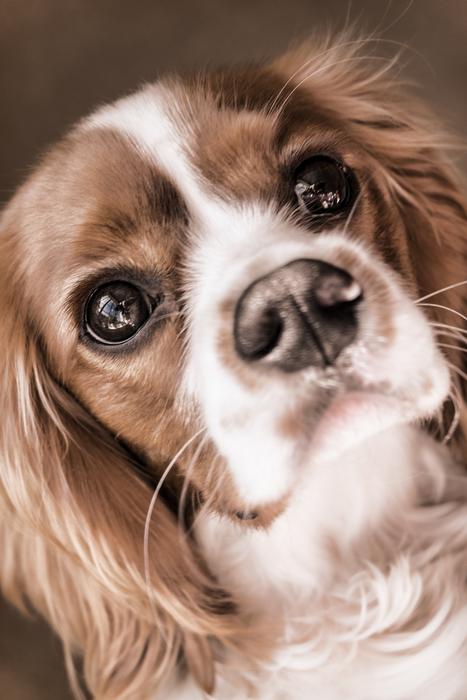a cute dog with a brown nose