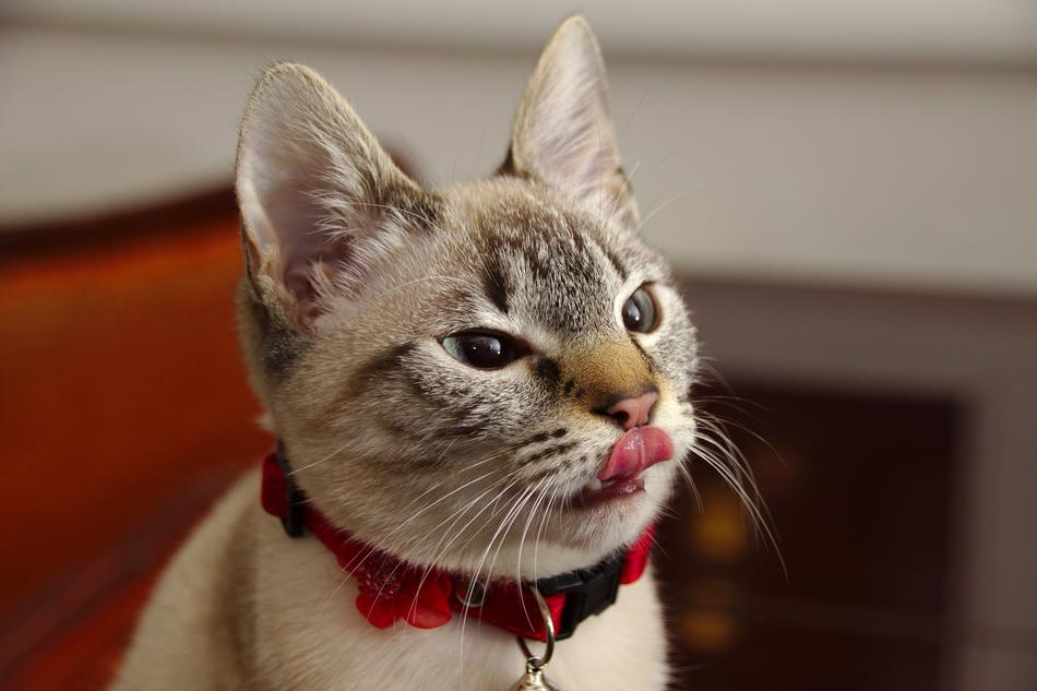 Cat Cute Fluffy