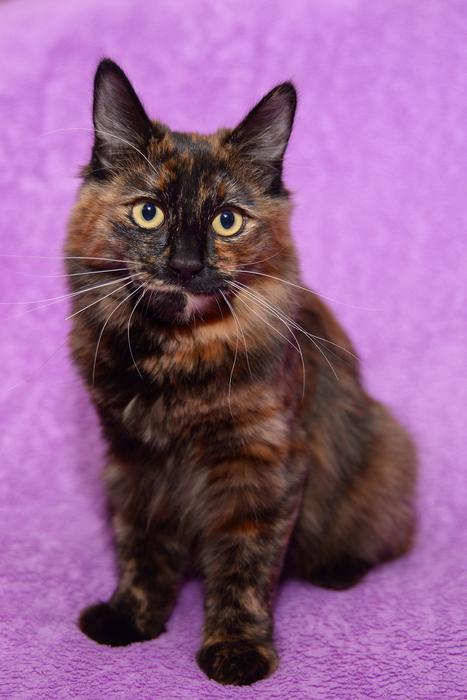 brown Cat Bobtail