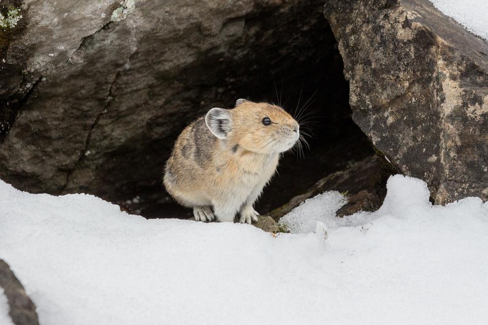 Pika Rodent Mammal