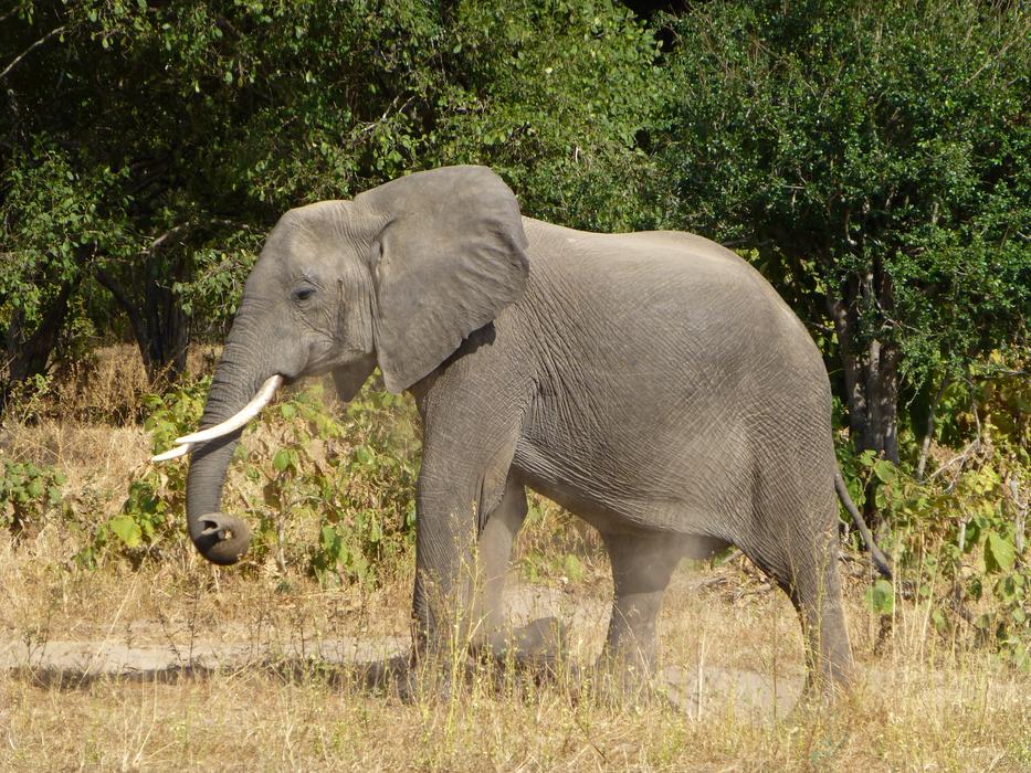 Elephant Animal Africa