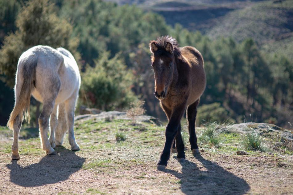 Horse Animal White