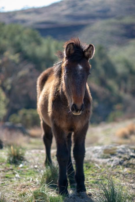 Horse Animal White